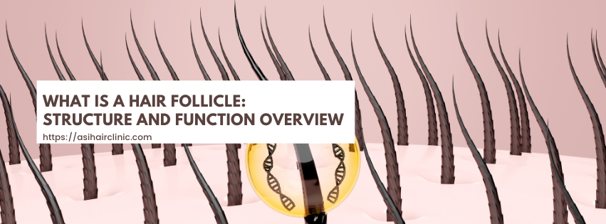 What is a Hair Follicle: Structure and Function Overview